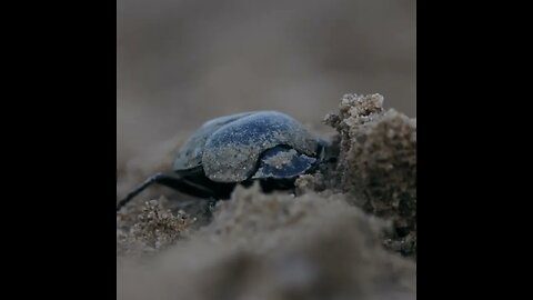 The Incredible Moment in the Life of a Namibian Dung Beetle
