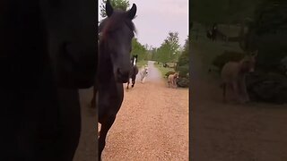 Donkeys and mini horses racing each other