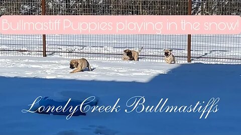 Bullmastiff Puppies Playing Outside in the Snow!