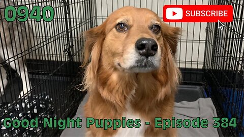 [0940] GOOD NIGHT PUPPIES - EPISODE 384 [#dogs #doggos #doggos #puppies #dogdaycare]