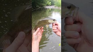 Smallmouth bass living under an historic covered bridge! (Cast Cray SquareBilly)