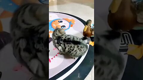 FUNNY CAT 🐈 AND DUCK VIDEO