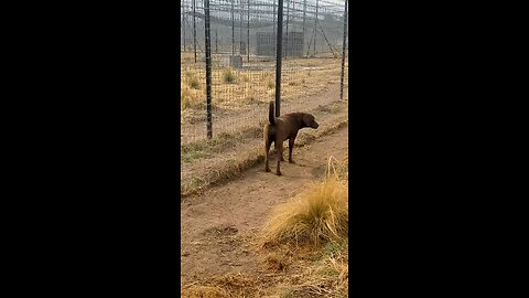 lion play with dog over fun