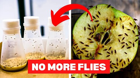 Make This Trap At Home To Get Rid Of Fruit Flies Quickly