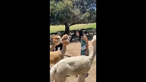 all animals over fun in one shot #funnyvideos