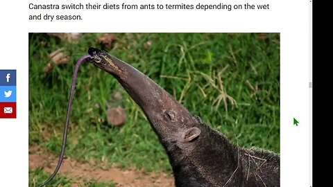 一種有趣的哺乳動物，美洲食蟻獸