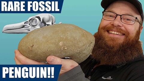 I found a rare fossil penguin after 3 years of searching! Fossil hunting adventure.