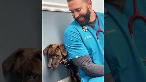 "Fearful Dog Eases with Kind Touch of Veterinarian - Watch the Heartwarming Scene"