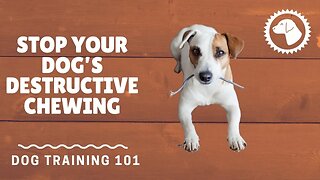 How To Stop Your Dog’s Destructive Chewing | DOG TRAINING 🐶 #BrooklynsCorner