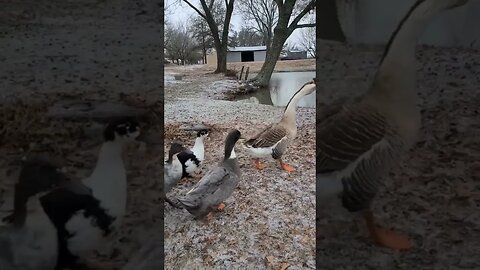 How To Train Geese & Ducks