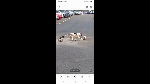 cats and dogs video