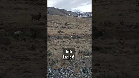 Hello Ladies! Mule deer on their winter range! #muledeer #doedeer #shorts #winterrange #helloladies