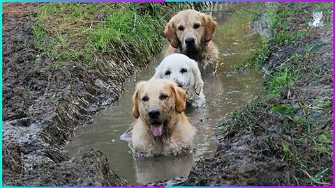 Funniest DOGS PLAYING in Mud - FUNNY DOG VIDEOS😂