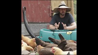 How to Feed Chickens WEEDS and get EGGS and COMPOST! #shorts