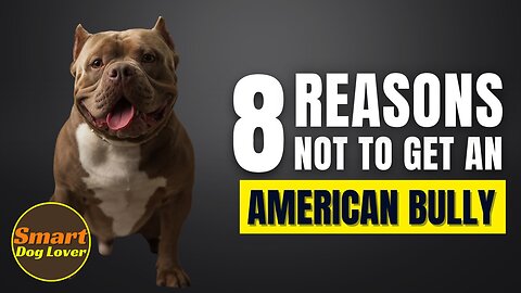 8 Reasons Why You Should Not Get an American Bully | Dog Training Program