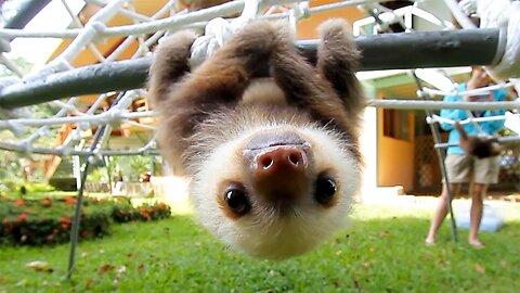 Baby Sloth Being Slothish_FUN