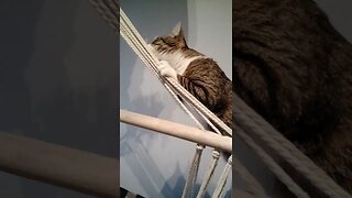 This Funny Cat Asks for Help to Climb on a Chair #shorts