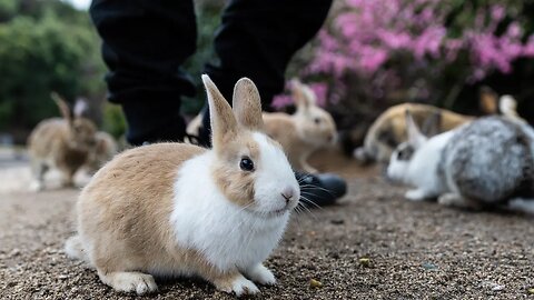 The Dark Side of Japans Rabbit Island