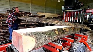 Passed Over By The Major Timber Industry This Log Had A Secret Under It's Bark: Curly Gold