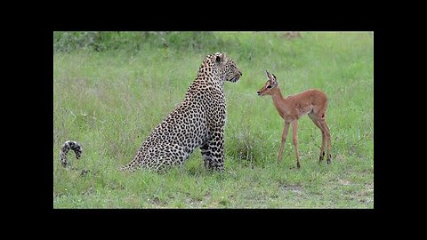 Incredible footage of leopard behaviour during impala kill Sabi Sand Game Reserve South Africa