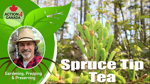 A4C Prepper Dan: Spruce Tip Tea Vlog14