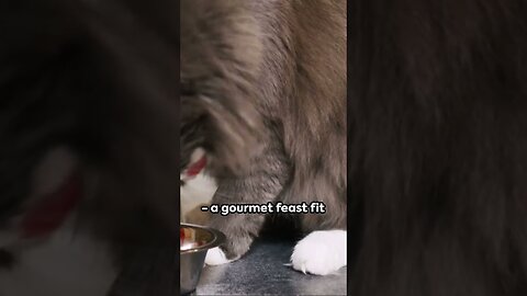 Furry Frenzy: A Day in the Life of a Cat