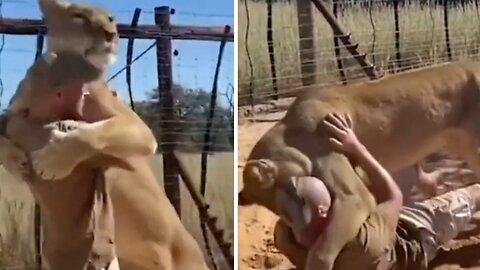 Man gets a cuddle from the lion he rescued as a cub