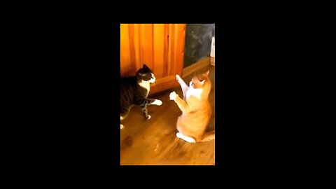 cat funny video 😂😂/dog funny video