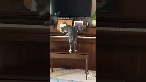 Wow! This cat can play the piano 🎹🤭