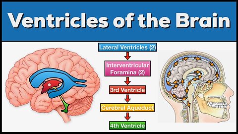 Ventricles of the Brain: Anatomy and Cerebrospinal Fluid (CSF) Circulation!