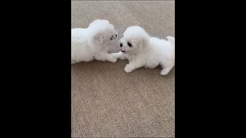 Cute puppies fighting