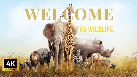 Welcome Animal & Nature 4k Free documentary - 4k video - 8k Ultra HD video - Animal -The Wildlife