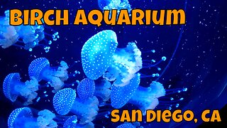 Birch Aquarium At Scripps Walkthrough :D! San Diego, CA