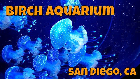 Birch Aquarium At Scripps Walkthrough :D! San Diego, CA