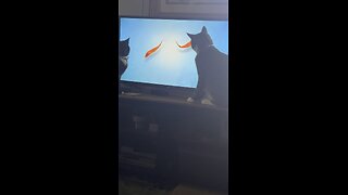 Funny cats playing with the TV