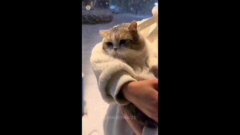 Cat is emotion (720p)