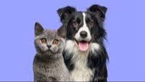 Cute cat & dog
