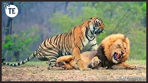 o no lion vs tiger lion beat tiger lion vs tiger fight #lionvstiger #lion #tiger #shorts