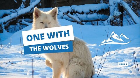 One With The Wolves | PART 1 | Vasiliy Sarana & Wildlife of Siberia & Ukraine Source