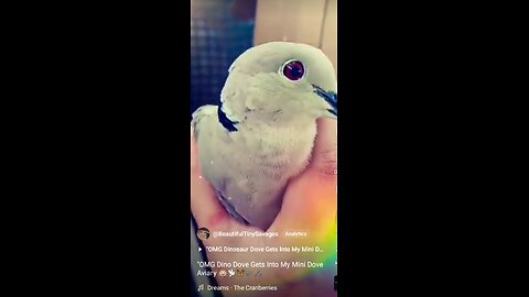 "OMG Dino Dove Gets Into My Mini Dove Aviary 🙉🕊️🦋🌻🎼🎶