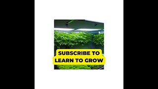 CANNABIS GERMINATION FOR NEW GROWERS