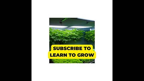 CANNABIS GERMINATION FOR NEW GROWERS