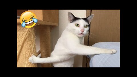 Funniest Cats and Dogs 🐶🐱 | Funny Animal Videos