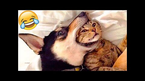 Funny Cat Fails: The Most Hilarious Cat Videos of the Year #funnyvideo#funnyanimals#funnycatvideos