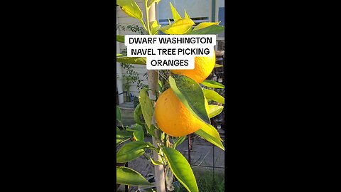 dwarf navel oranges 🍊
