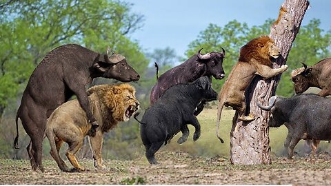 Lion vs Buffalo Battle | Buffalo Too Angry Destroy The Strongest Lion in Africa