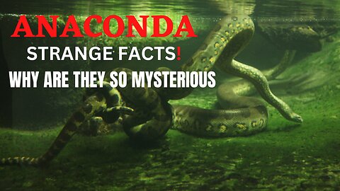 ANACONDAS are FUNNY and WEIRDER than you think!
