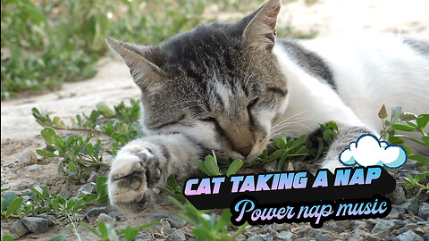 Cat Taking a nap on grass- AI Generated nap music for pets - 20min Music For Sleeping pets