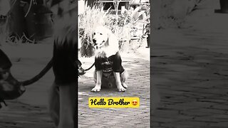 Hello Brother 😍 #goldenretriever #ytshorts #shorts