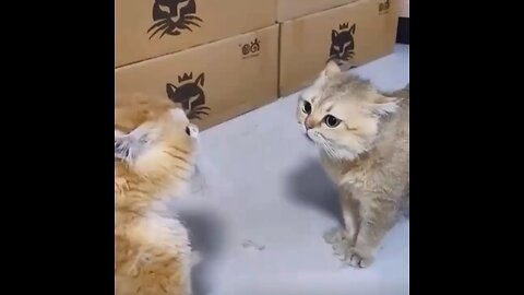 so funny cats fighting